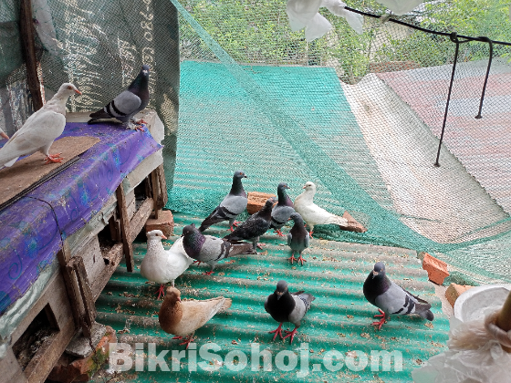 বৈচিত্র্যময় কবুতর বিক্রি